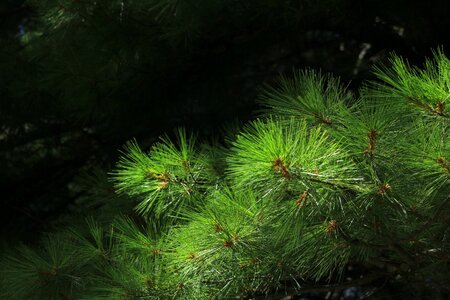 Green evergreen wood photo