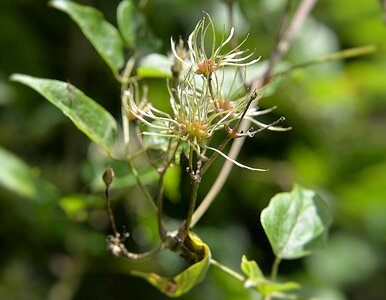 Shrub bloom green close up