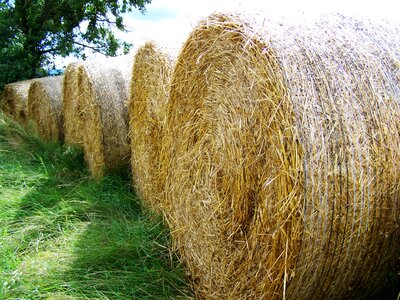 Straw bales potential gabonaszár rural landscape