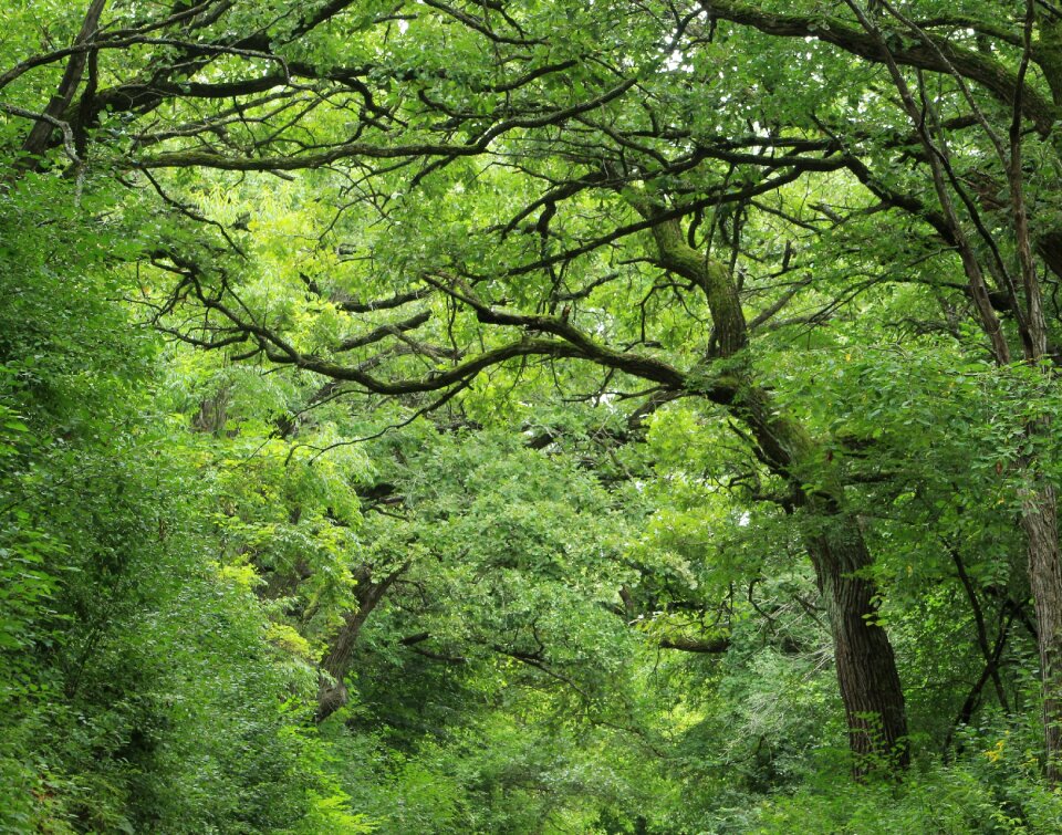Woods nature woodland