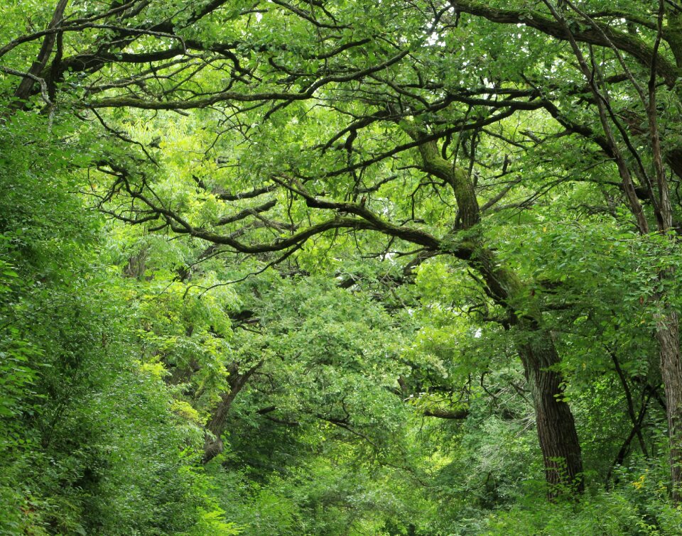 Woods nature woodland photo