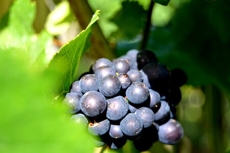 Grape close up vine