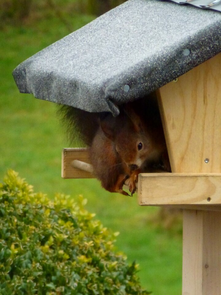 Aviary animals meal