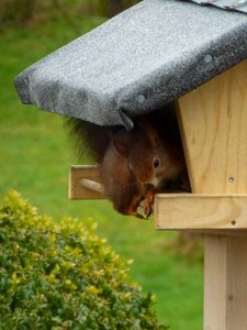 Aviary animals meal