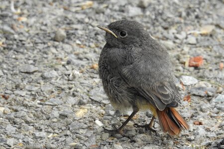 Plumage young animal songbird