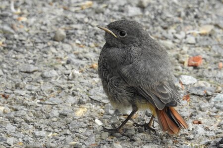 Plumage young animal songbird photo