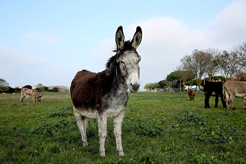 Mane equine animals