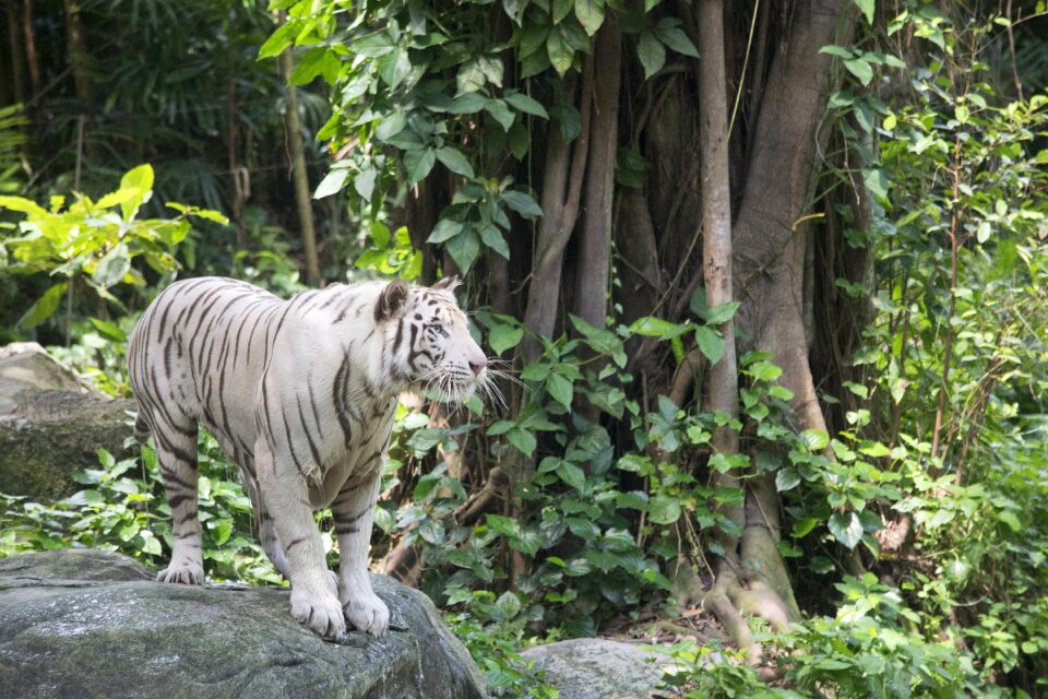 Feline animal standing photo