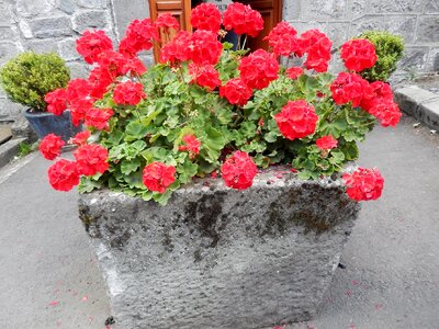 Geranium flowers old village