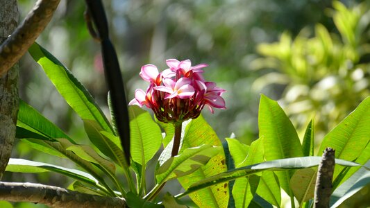 Summer tropical temple tree