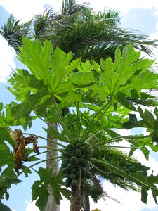 Nature plant palm leaves