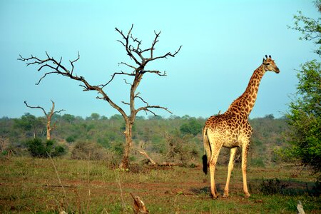 Africa nature
