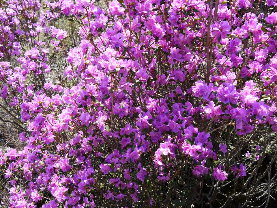 Altai spring labrador tea