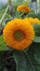 Sunflower flowers nature