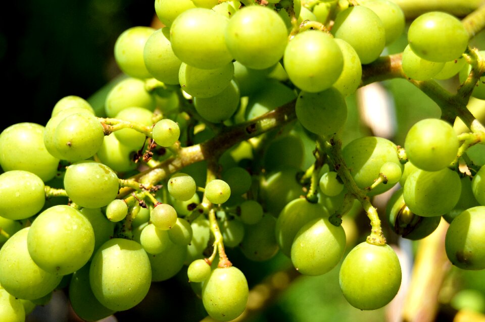 Close up vine vineyard