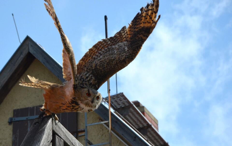 Flying bird close up