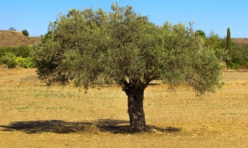 Rural landscape agriculture photo