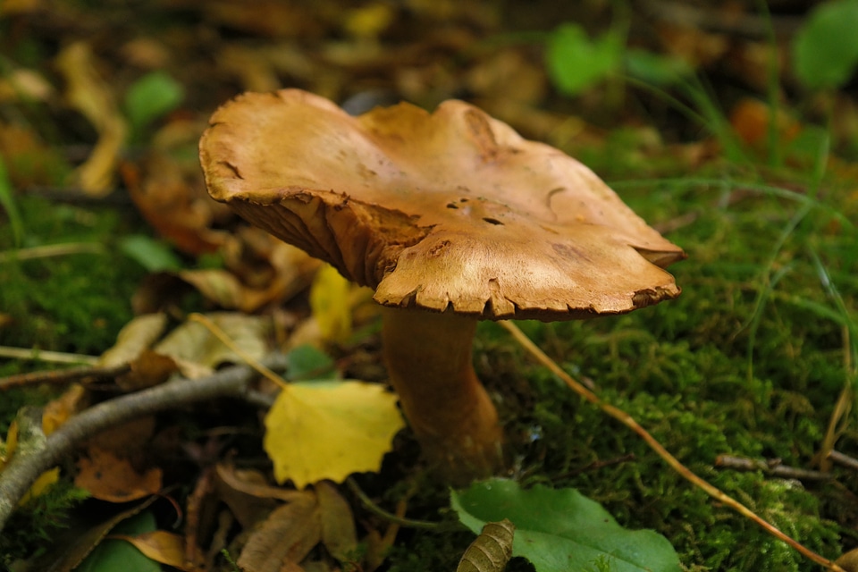 Brown alder shuffletruffle paxillus rubicundulus photo