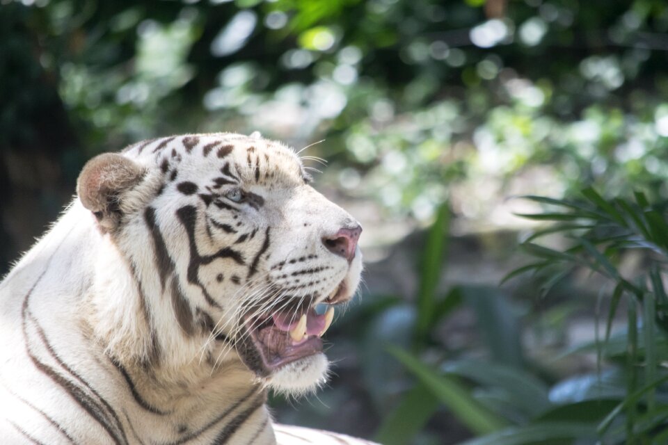 Feline animal roar