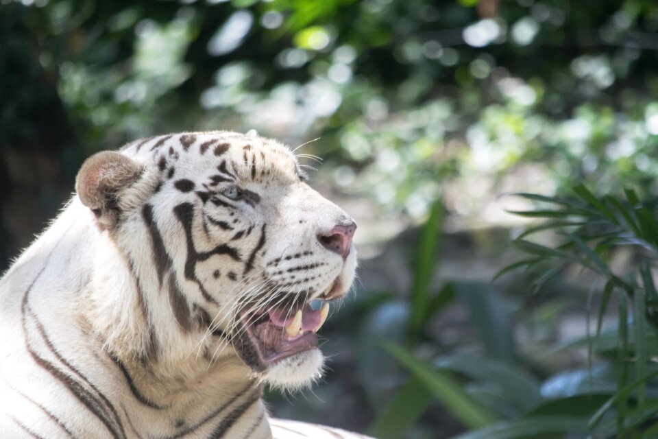 Feline animal roar photo