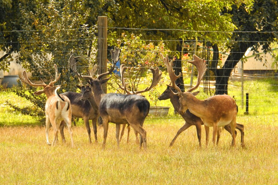 Deer park fallow deer enclosure