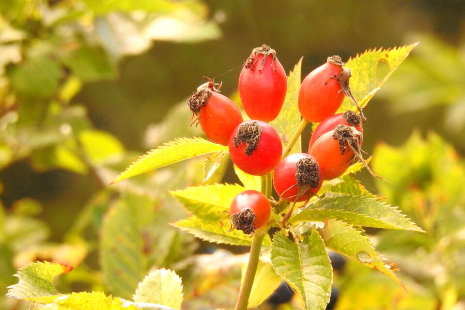 Red wild rose autumn fruits