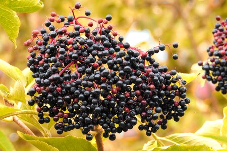 Elder black elderberry bush