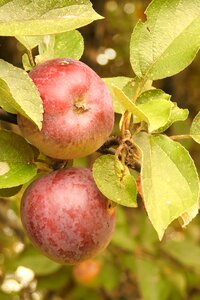 Fruits ripe browned