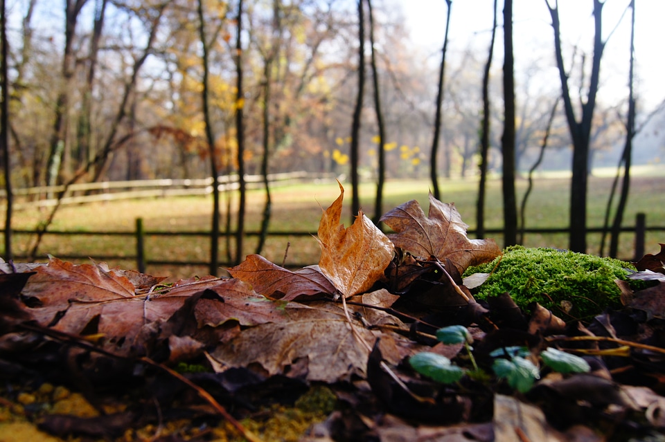 Leaves coupling forest