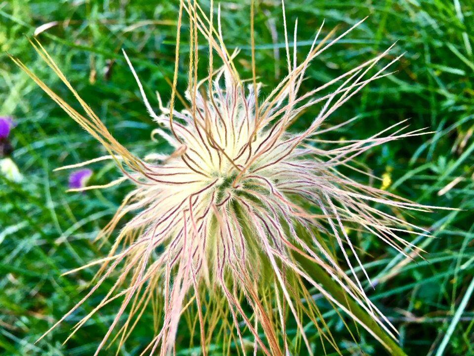 Flowers nature green