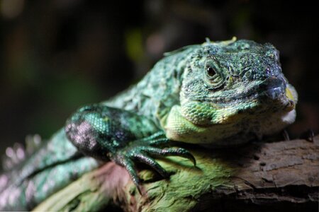 Nature reptile wildlife photo