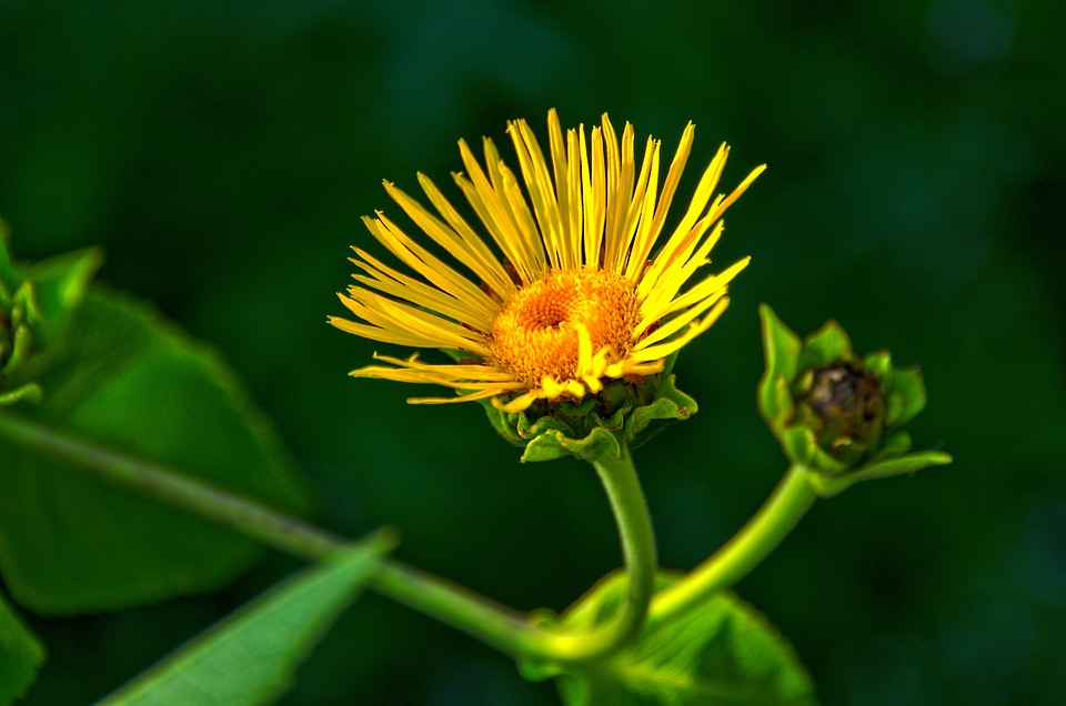 Wild flowers yellow summer plant