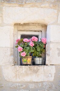 Old window window sill flower photo