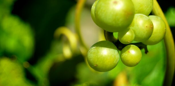 Henkel grape close up