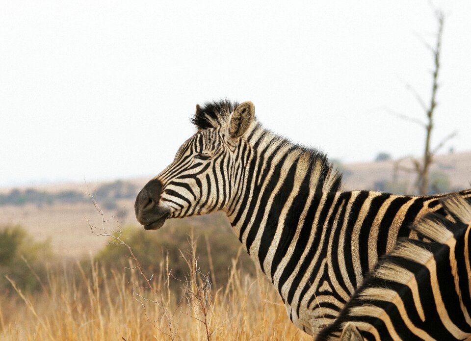 Game wildlife nature