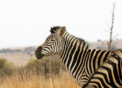 Game wildlife nature
