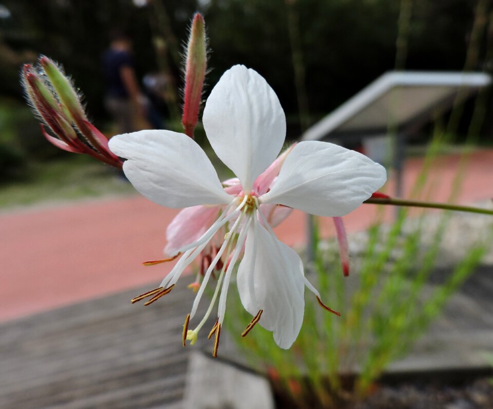 White flower garden tulln petite