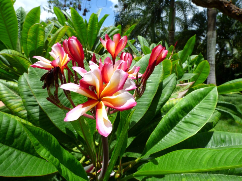 Nature blossom bloom