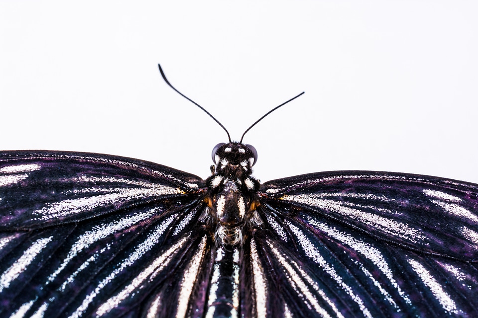 Butterfly insect Free photos