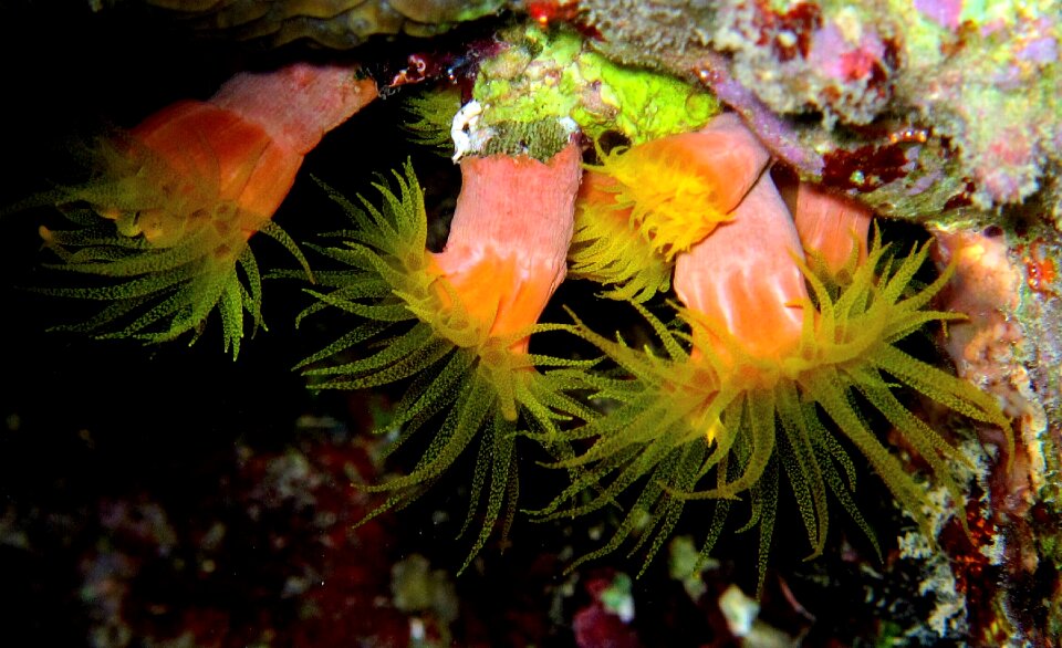 Anemones diving red sea