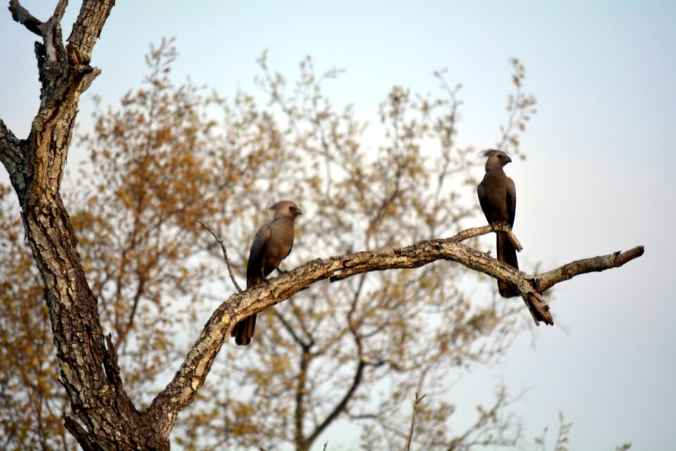 Wild life africa