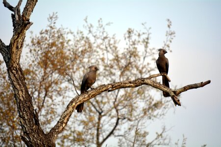 Wild life africa