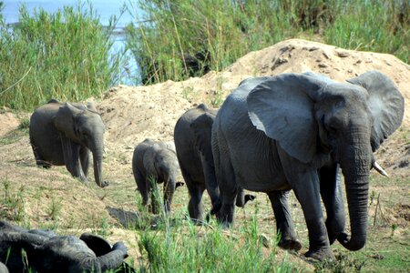 Elephants wild life