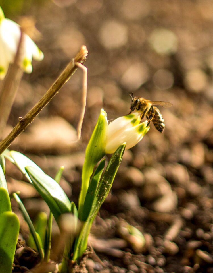 Insect plant beekeeping