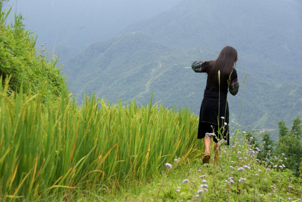 Vietnam landscape field