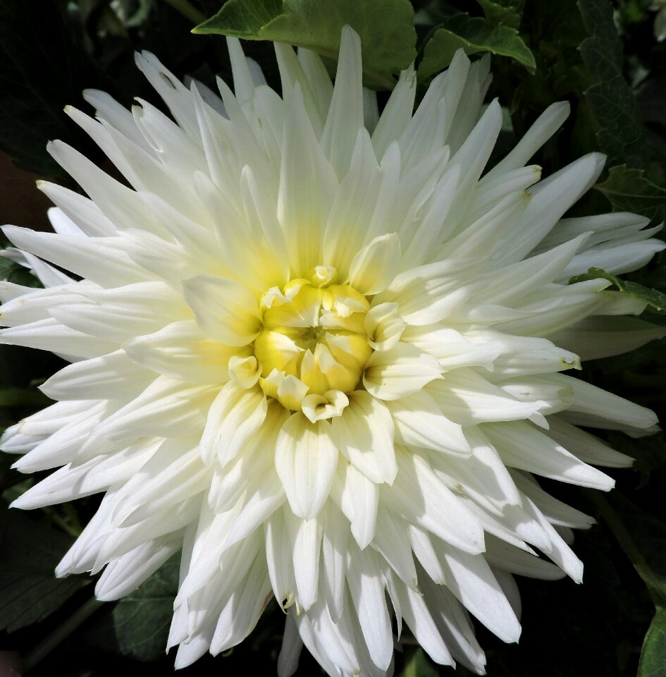 Ornamental plant white blossoms