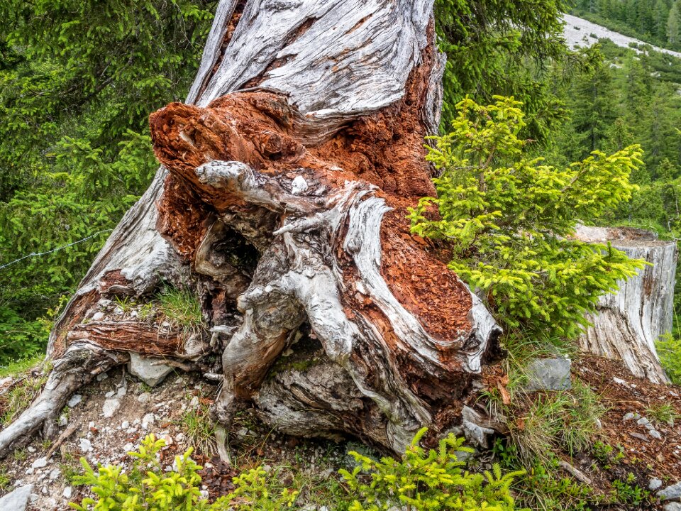 Log old tree dead plant