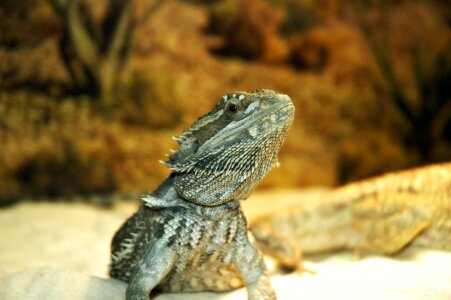 Bearded brown dragon photo