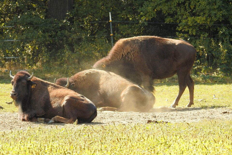 American buffalo wild cattle deer park