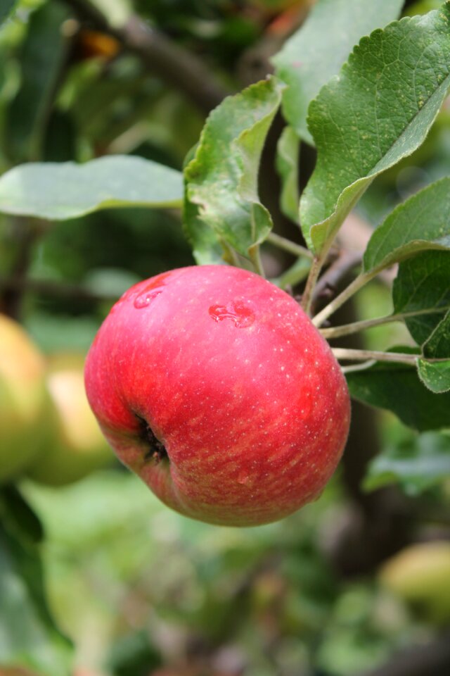 Tree summer red